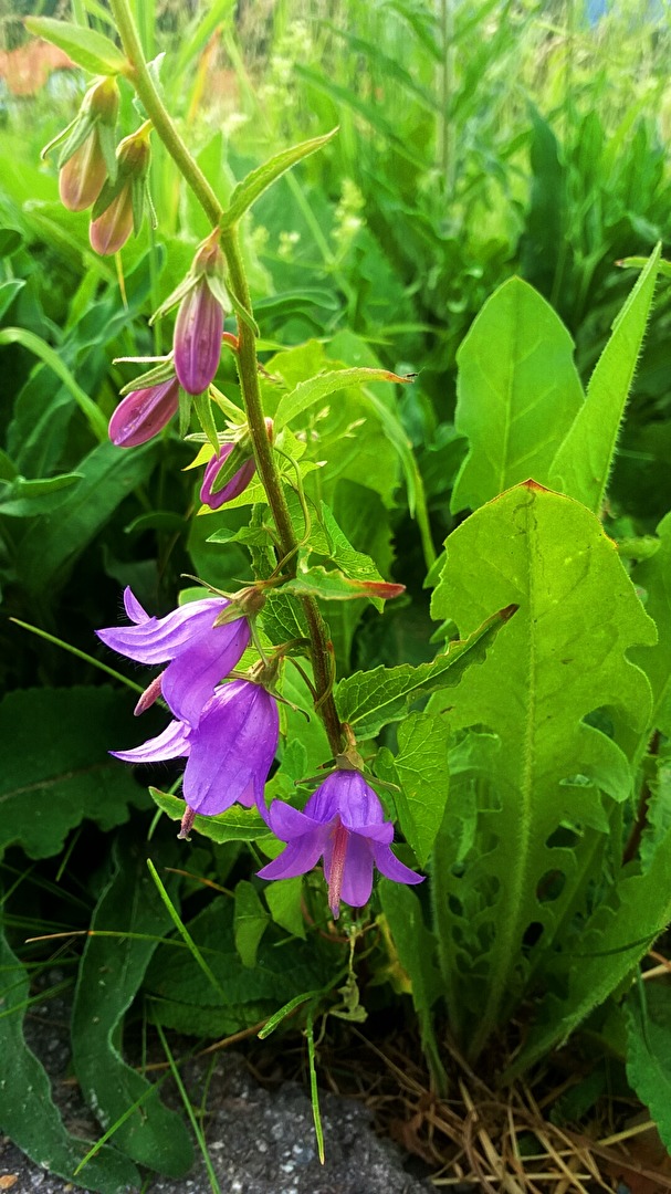 glocken...nie klingen sie schöner...mal was anderes...als menschen :)