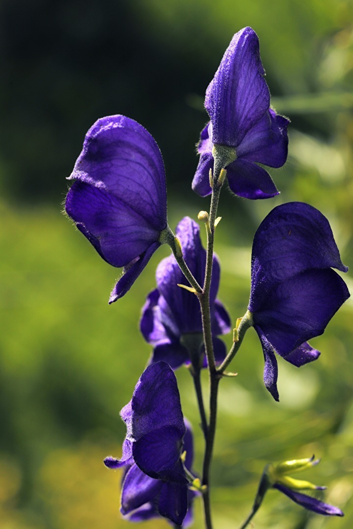 Blüten und Kleinpflanzen (allgemein)