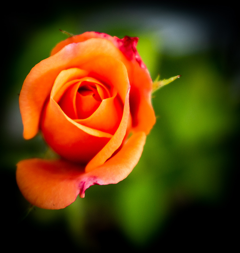 Blüten und Kleinpflanzen (allgemein)