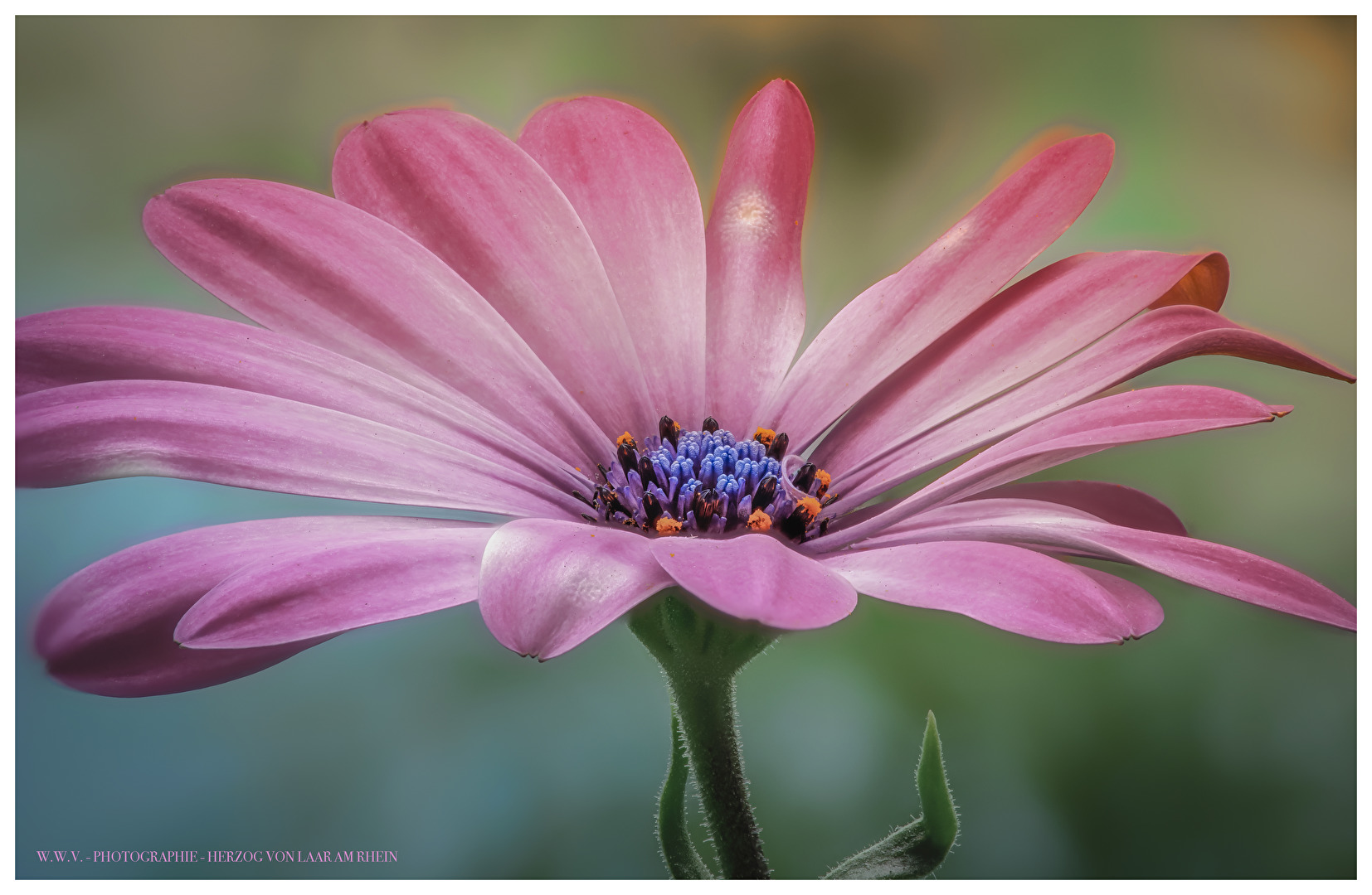 Blüten und Kleinpflanzen (allgemein)