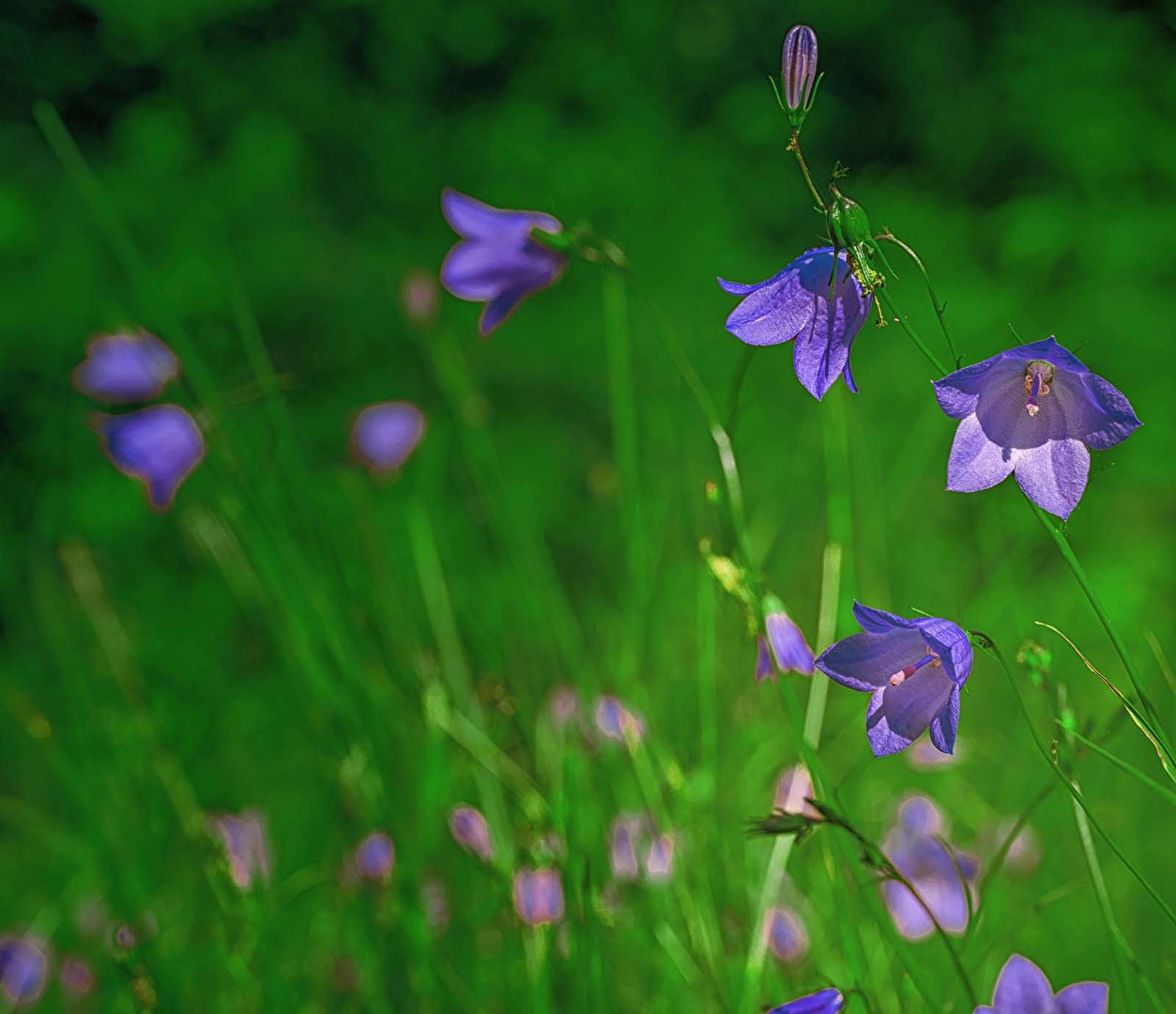 Blüten und Kleinpflanzen (allgemein)