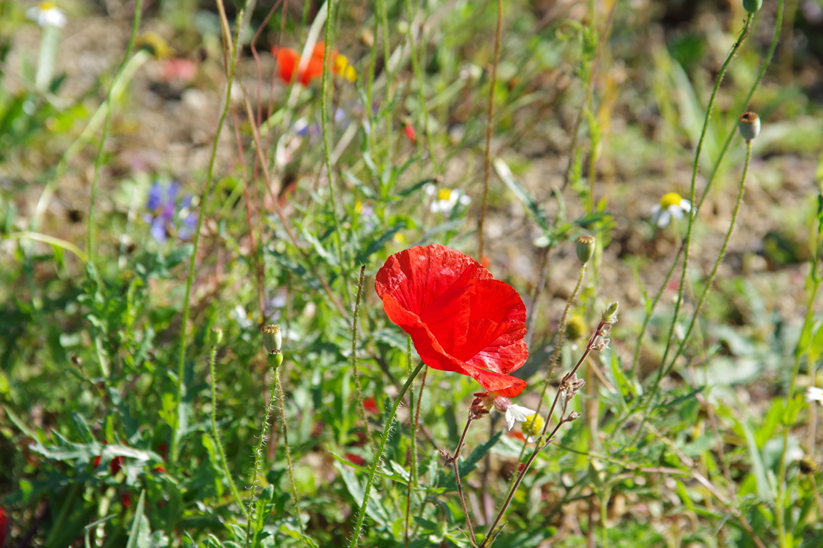 Blüten und Kleinpflanzen (allgemein)