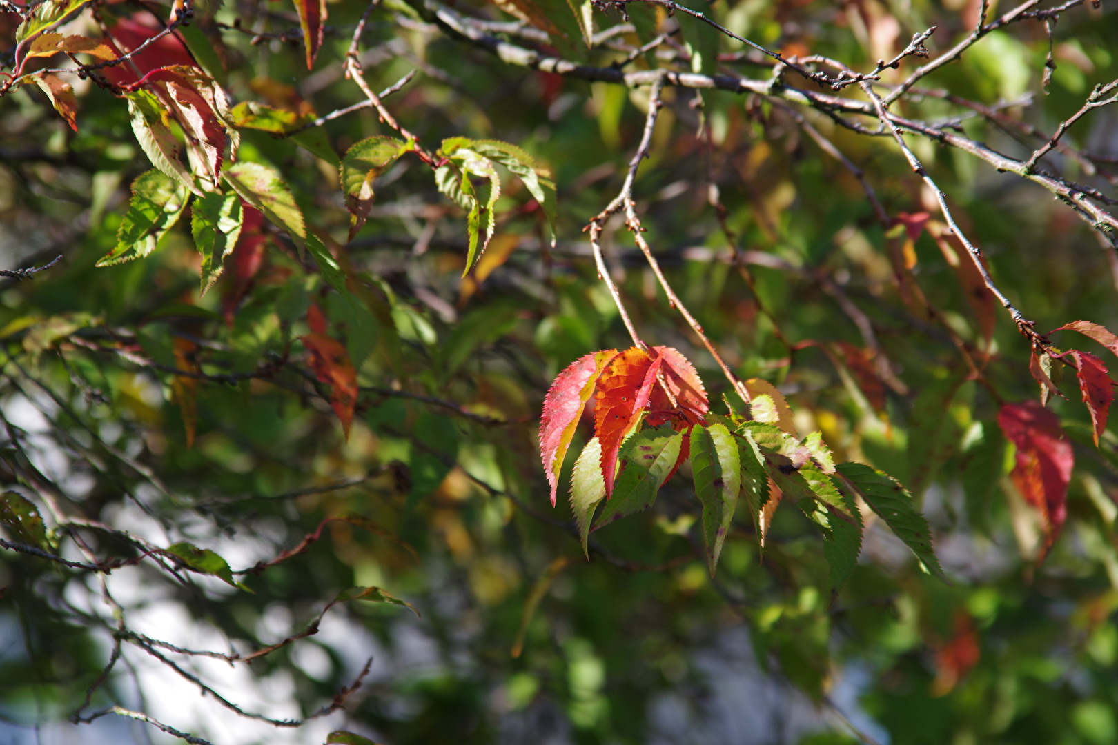 Blüten und Kleinpflanzen (allgemein)