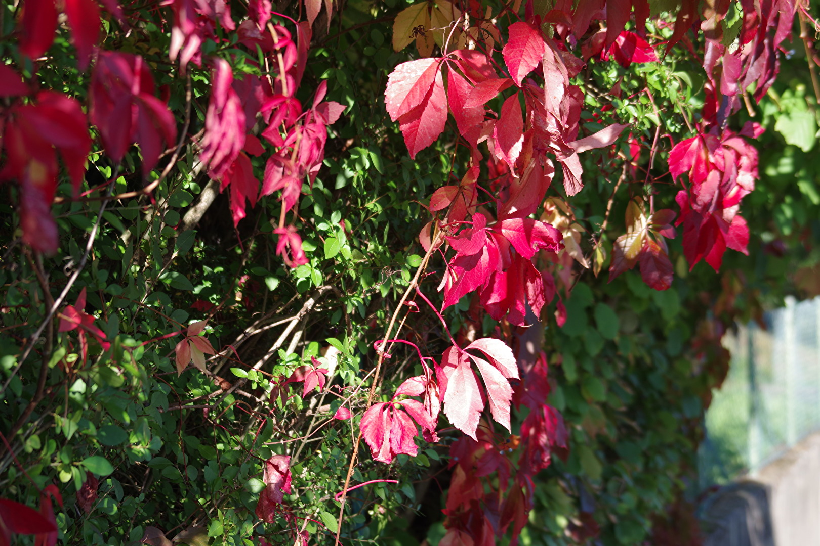 Blüten und Kleinpflanzen (allgemein)