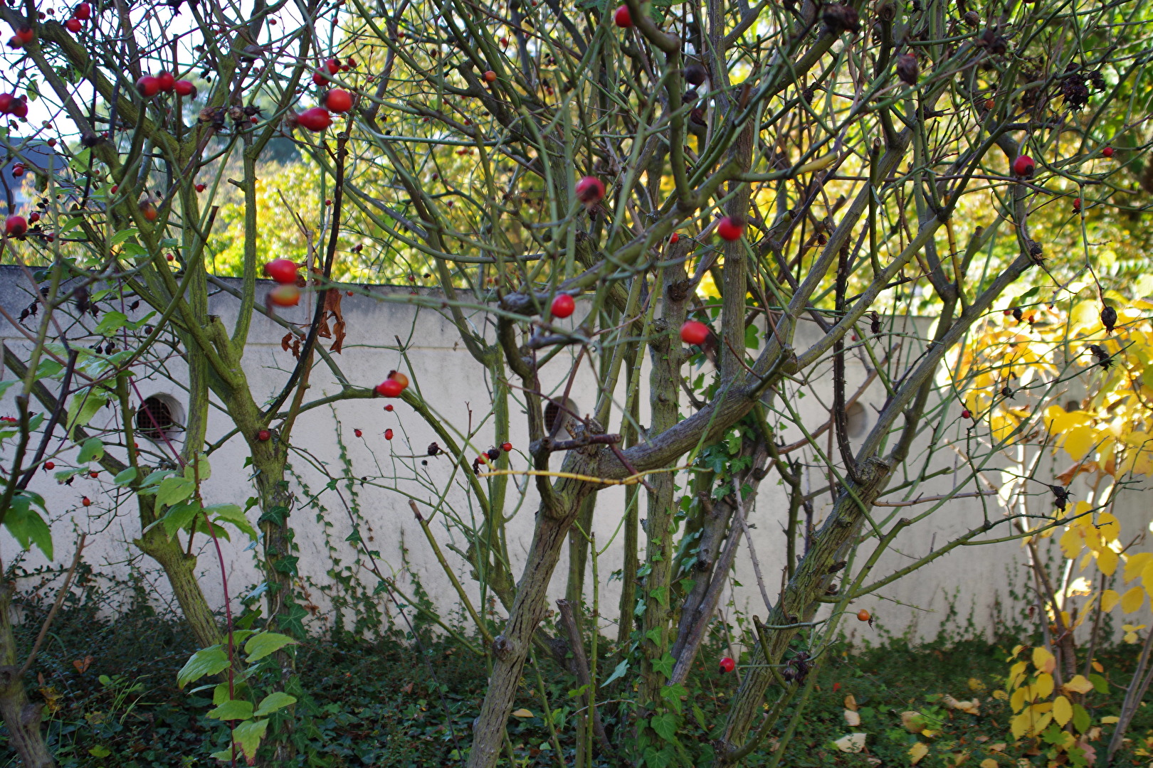 Blüten und Kleinpflanzen (allgemein)