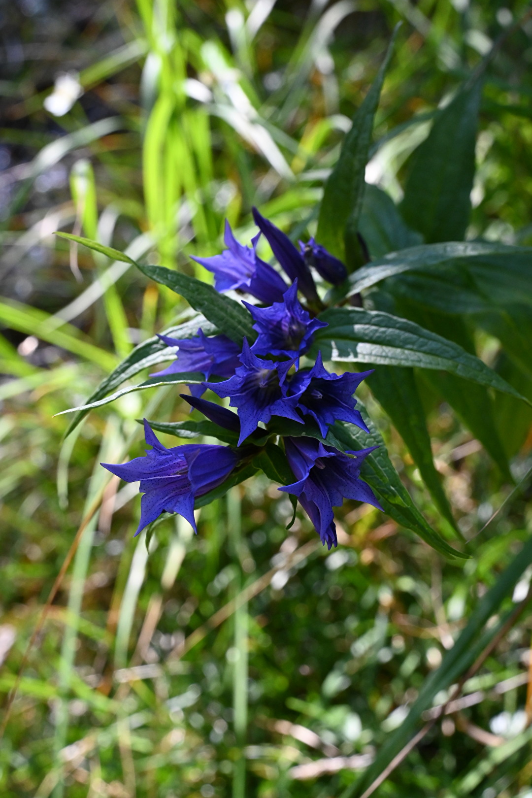 Blüten und Kleinpflanzen (allgemein)