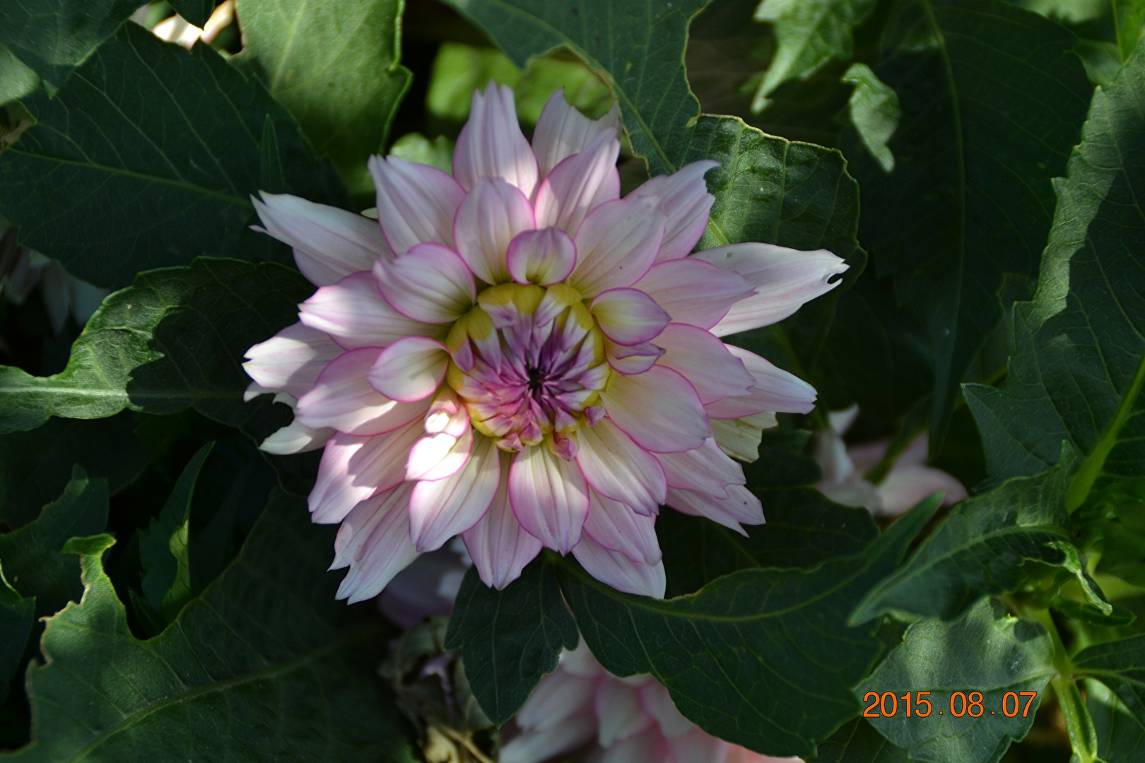 Blüten und Kleinpflanzen (allgemein)