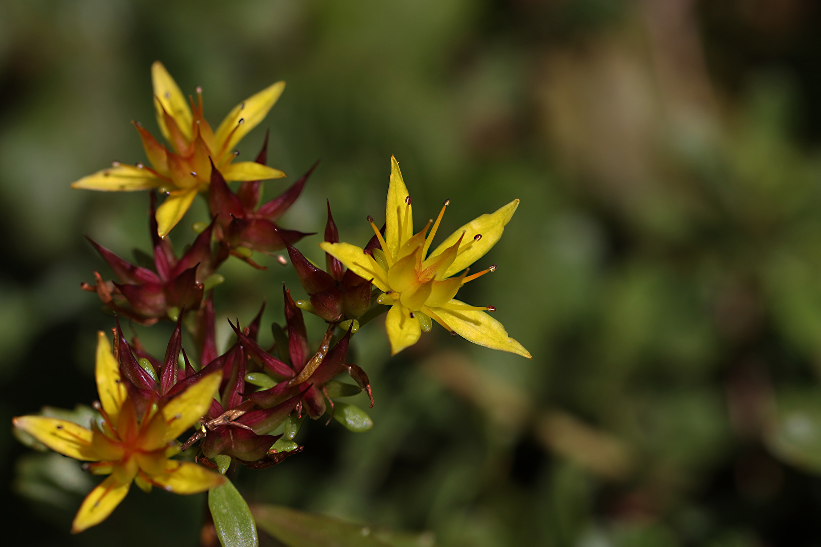 Blüten und Kleinpflanzen (allgemein)