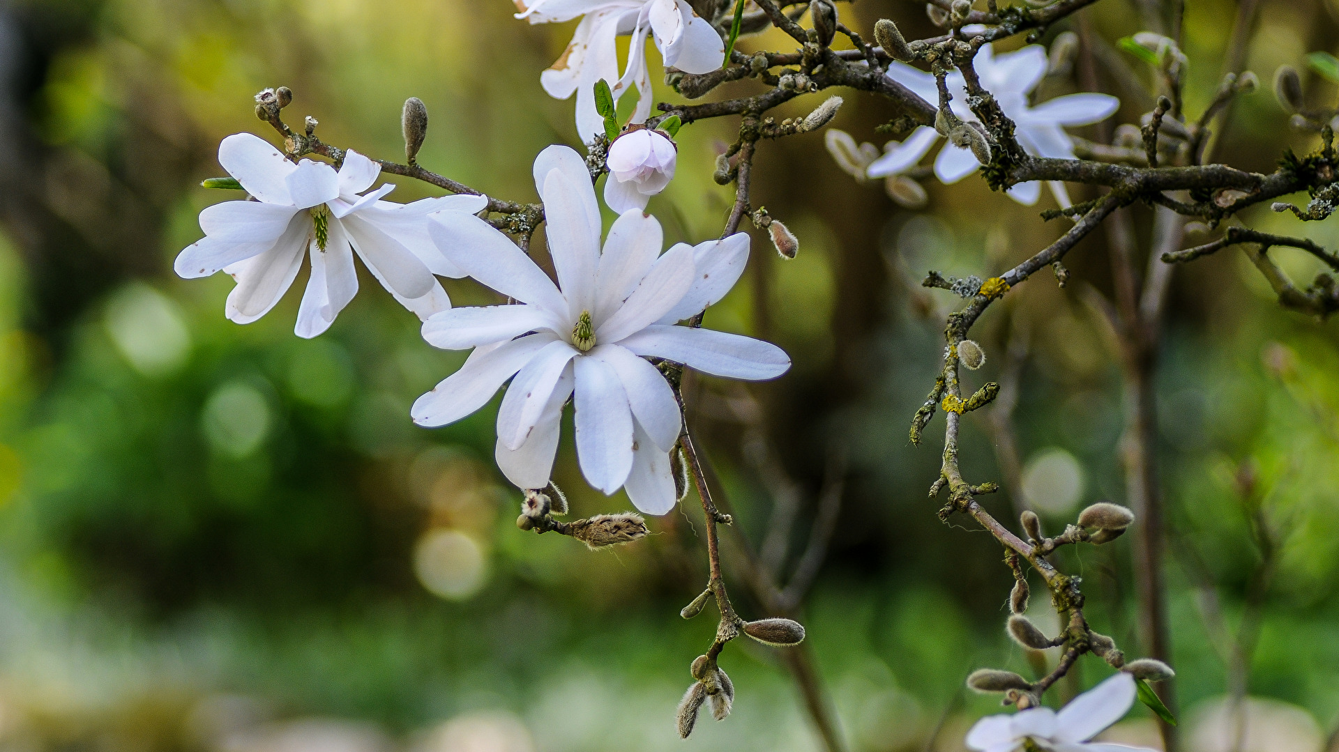 Blüten und Kleinpflanzen (allgemein)