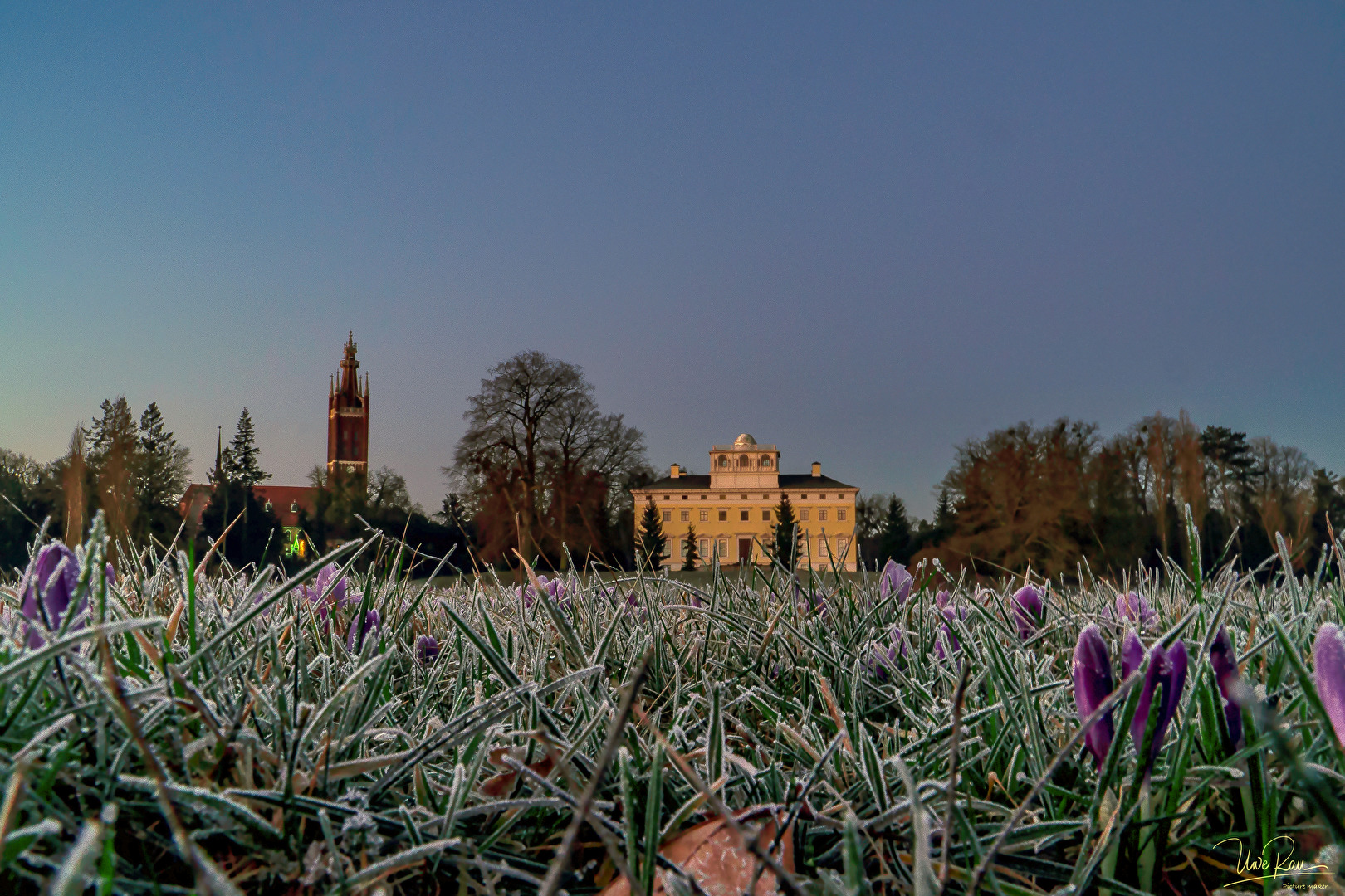 Krokusse trotzen dem Frost im Wörlitzer Park