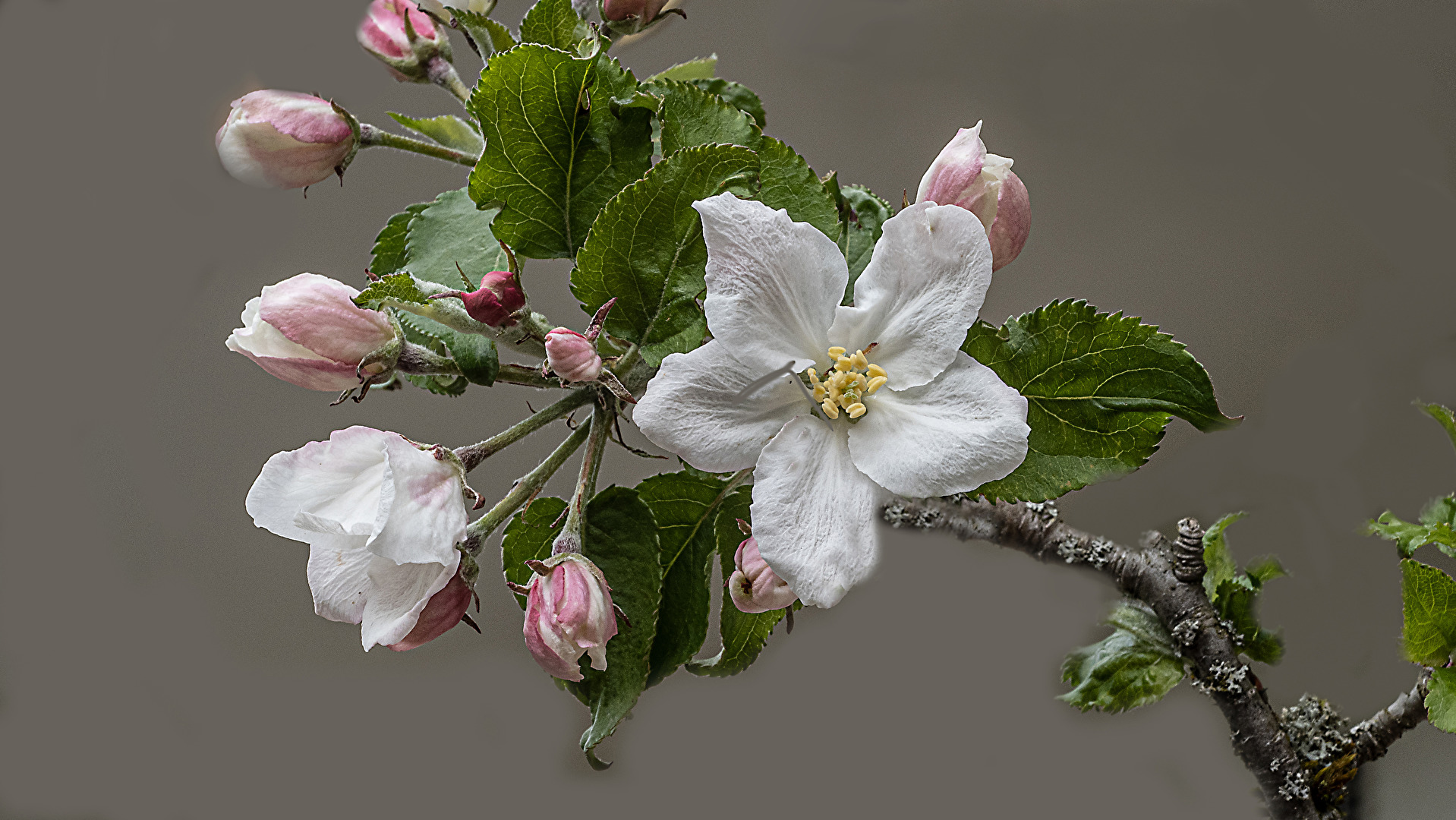 Apfelblüten, ein Hauch von Frühling