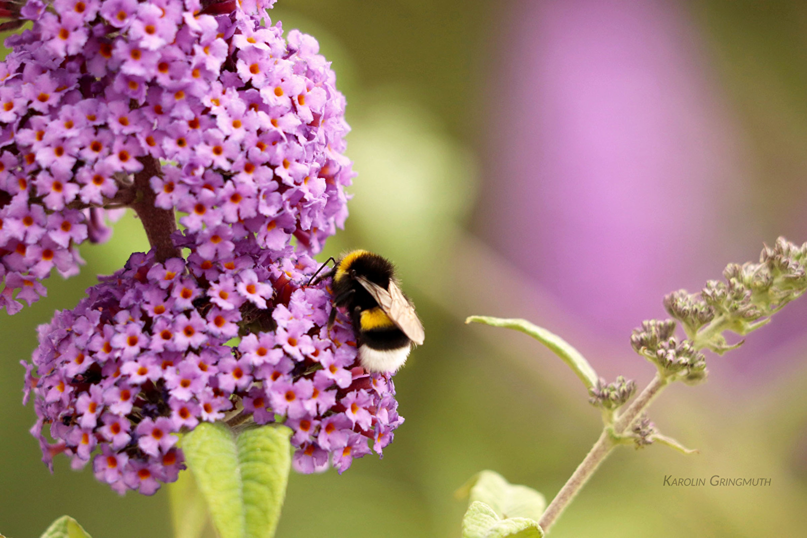 Blüten und Kleinpflanzen (allgemein)