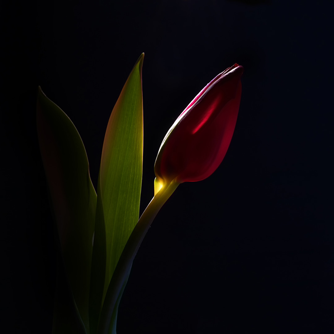 Tulpe