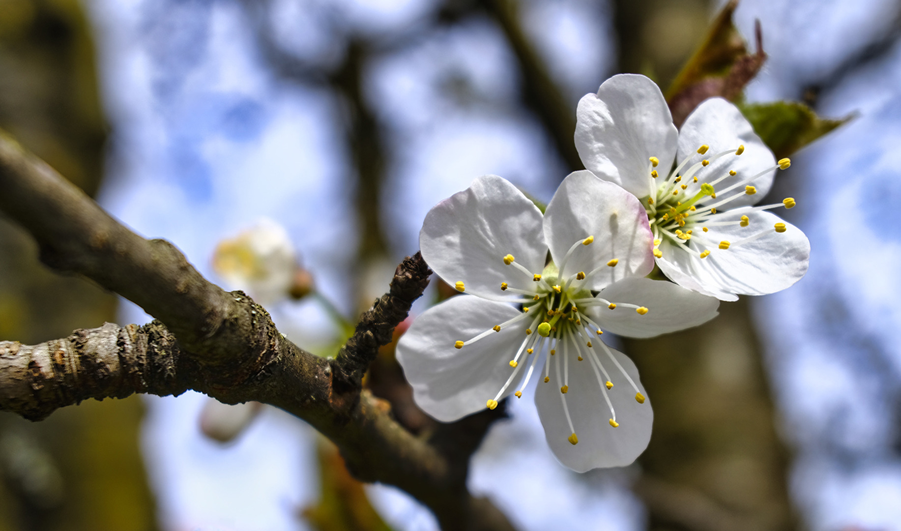 Kirschblüten