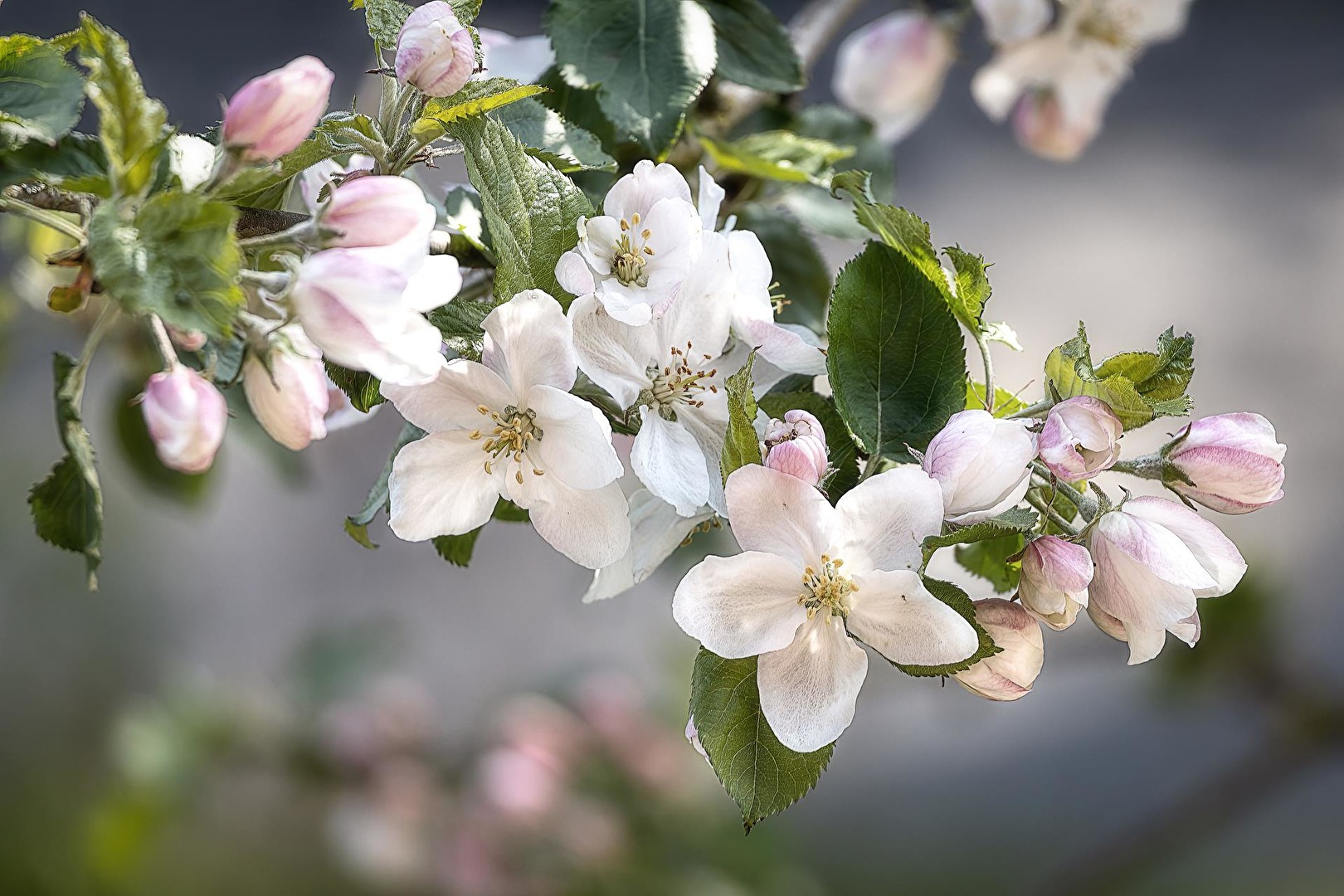 Frühling