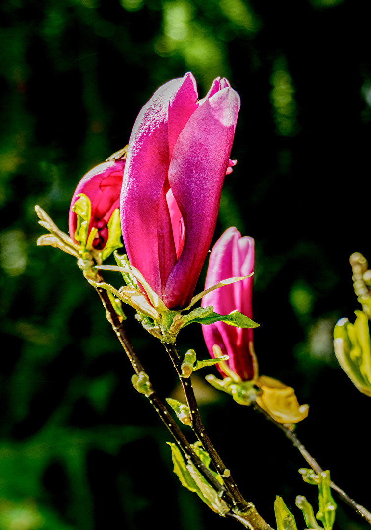 Magnolienblüte