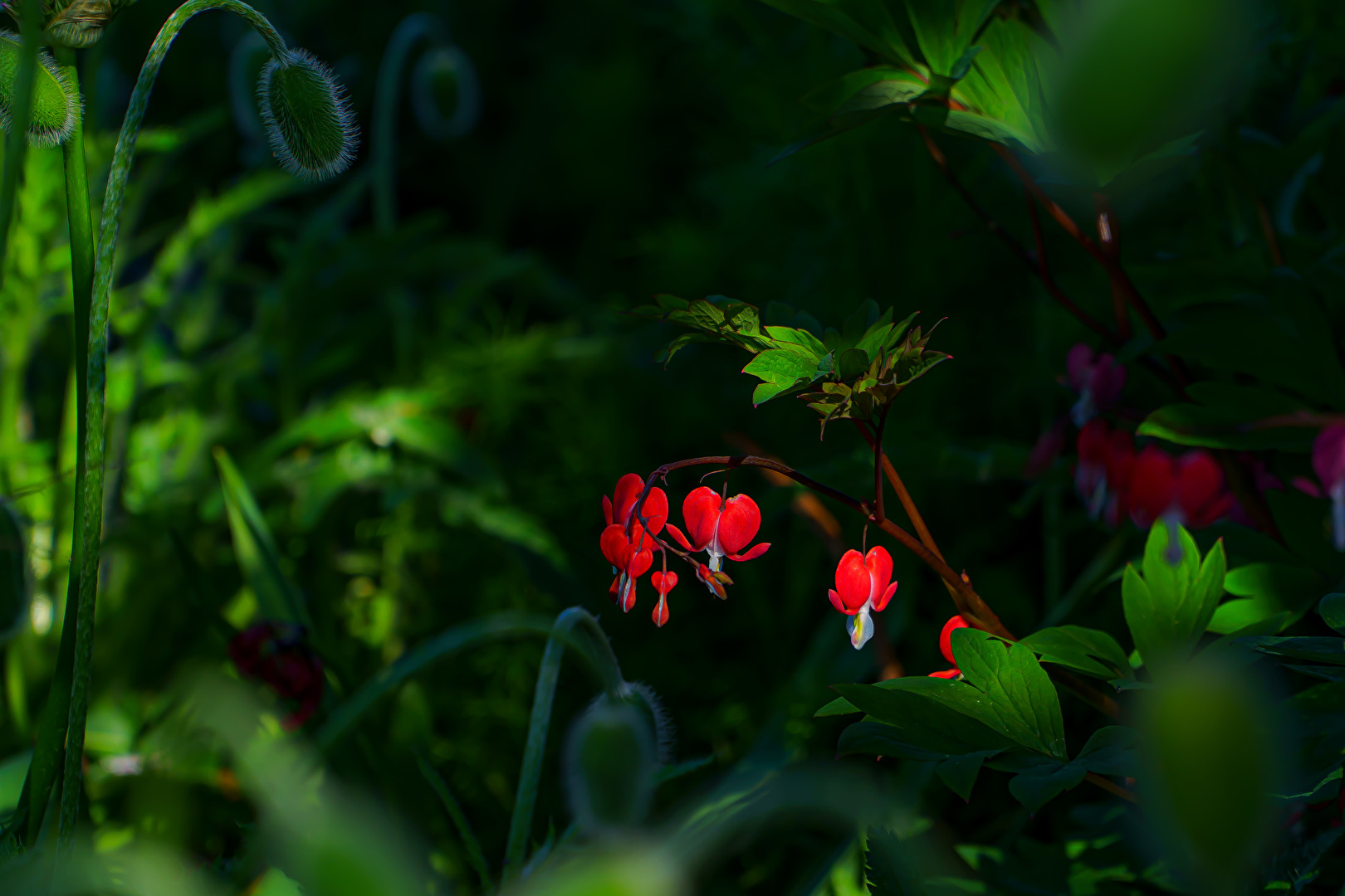 Blüten und Kleinpflanzen (allgemein)