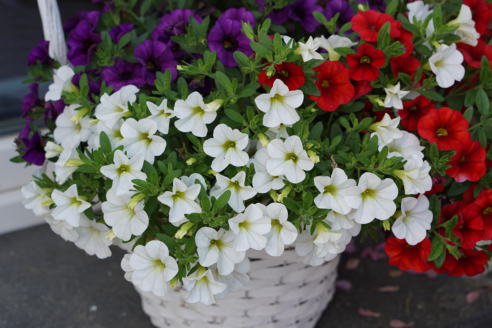 Blüten und Kleinpflanzen (allgemein)