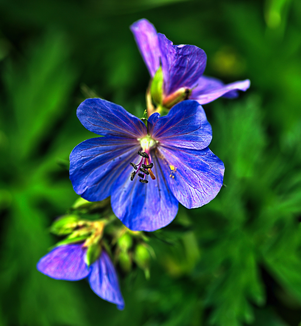 Blüten und Kleinpflanzen (allgemein)