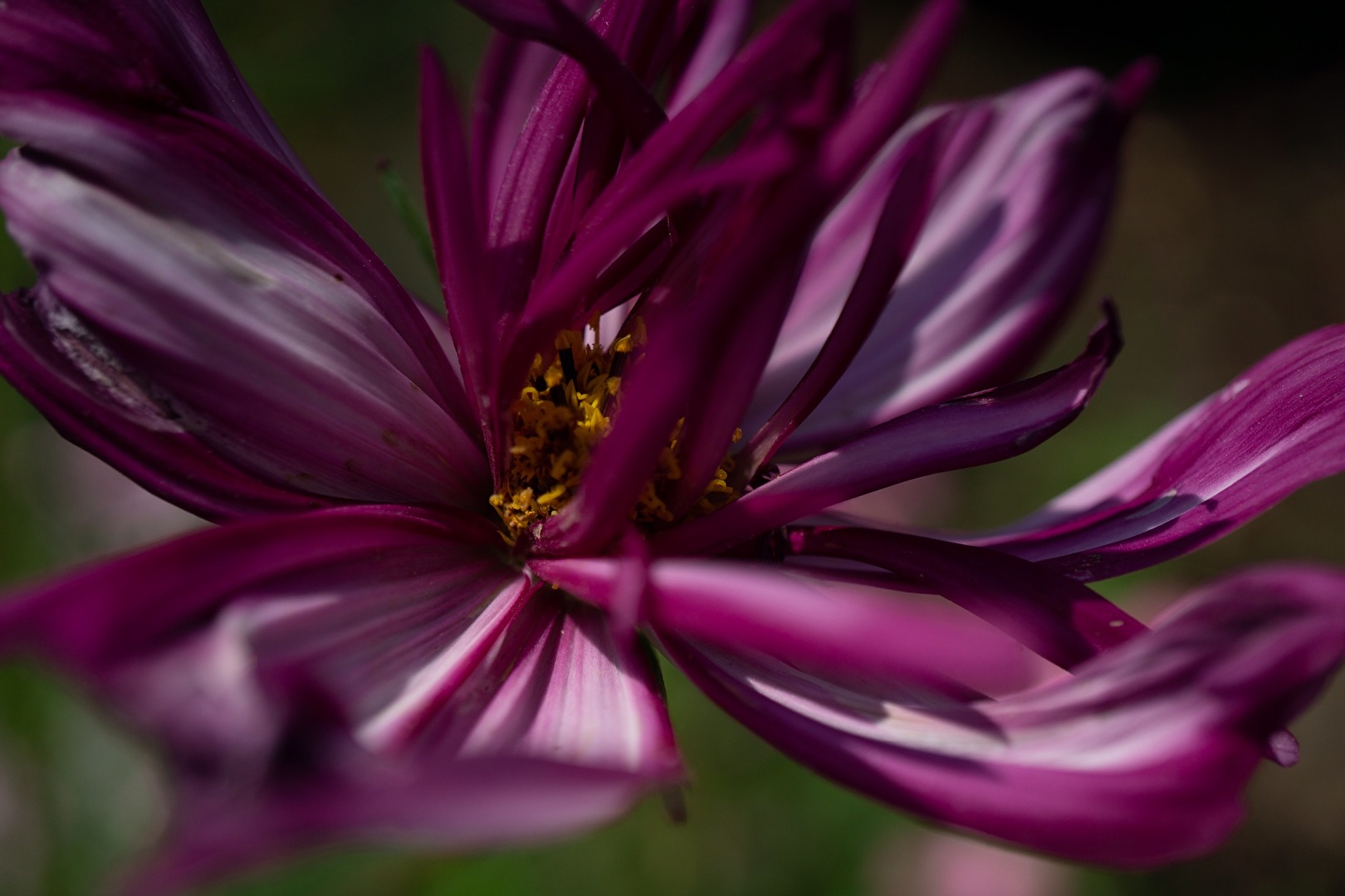 Zarte Blüte in hartem Licht