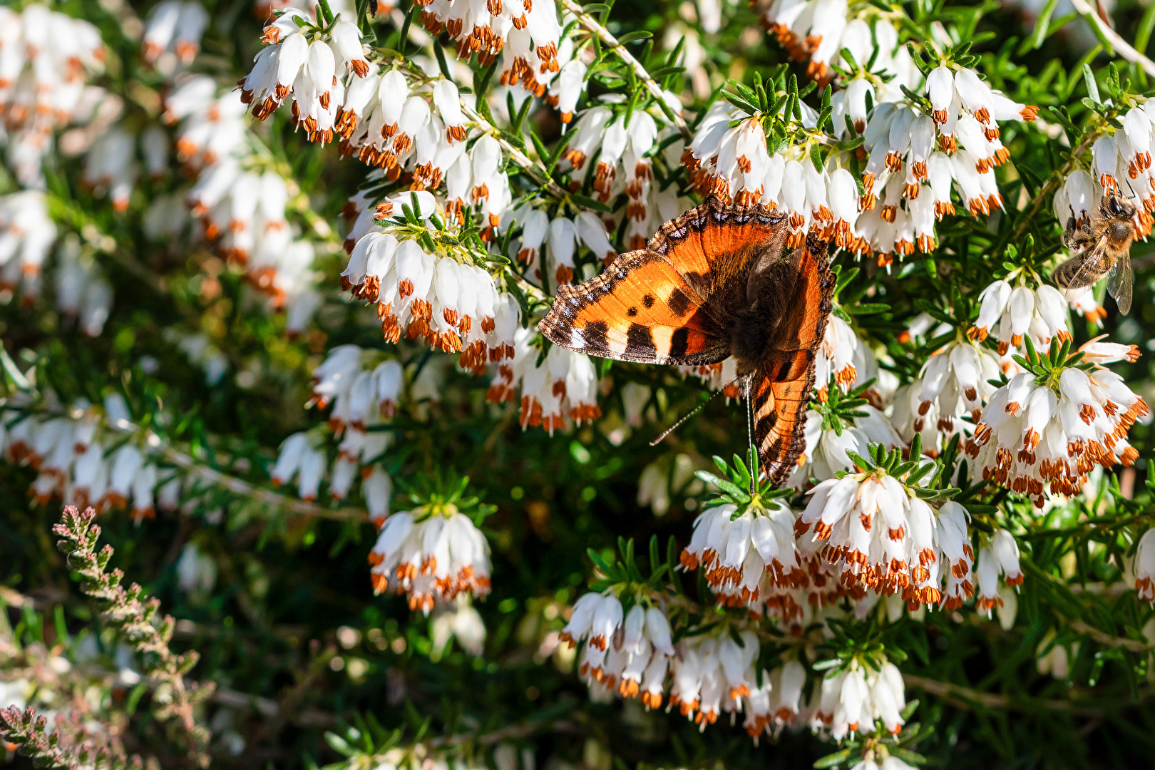 Blüten und Kleinpflanzen (allgemein)