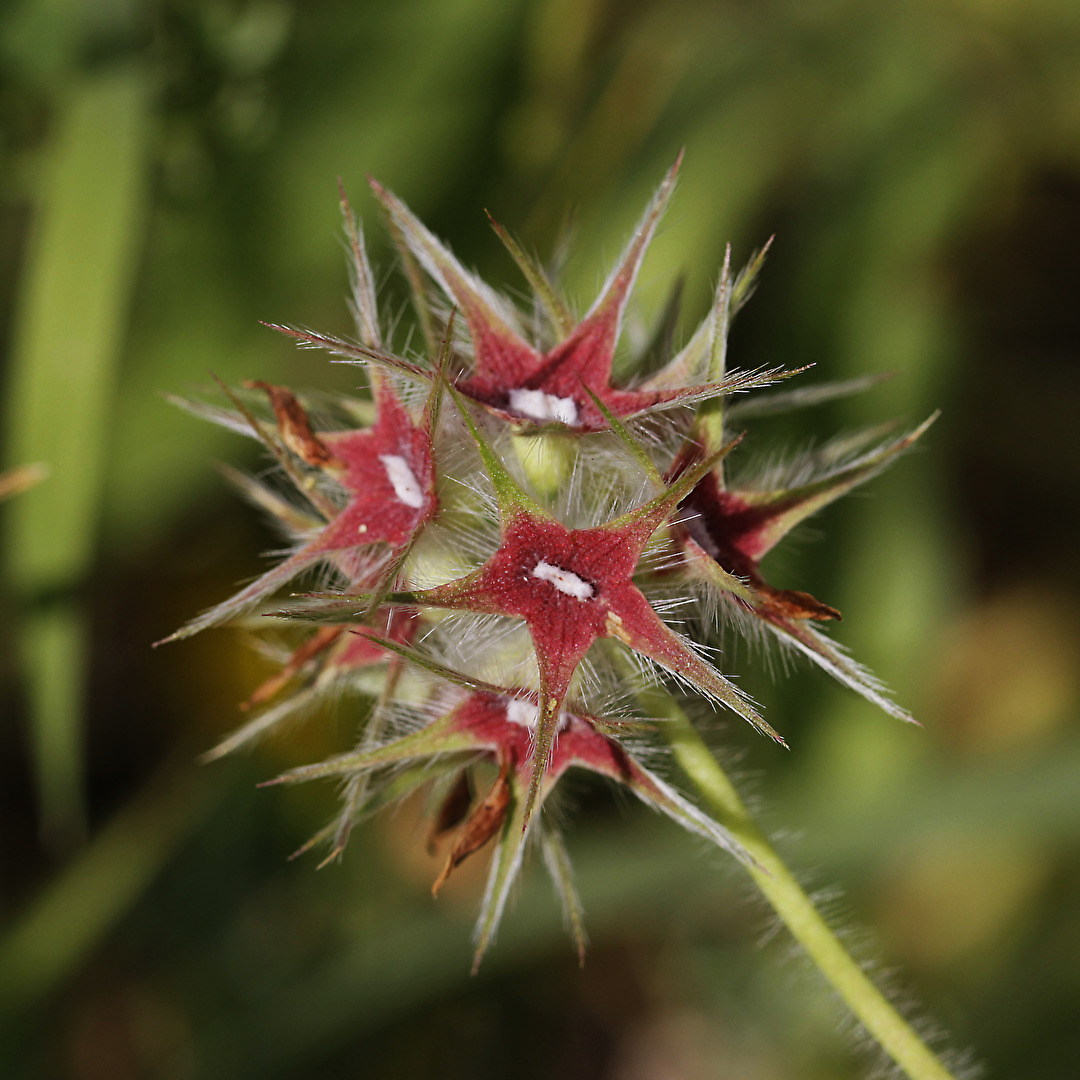 Blüten und Kleinpflanzen (allgemein)