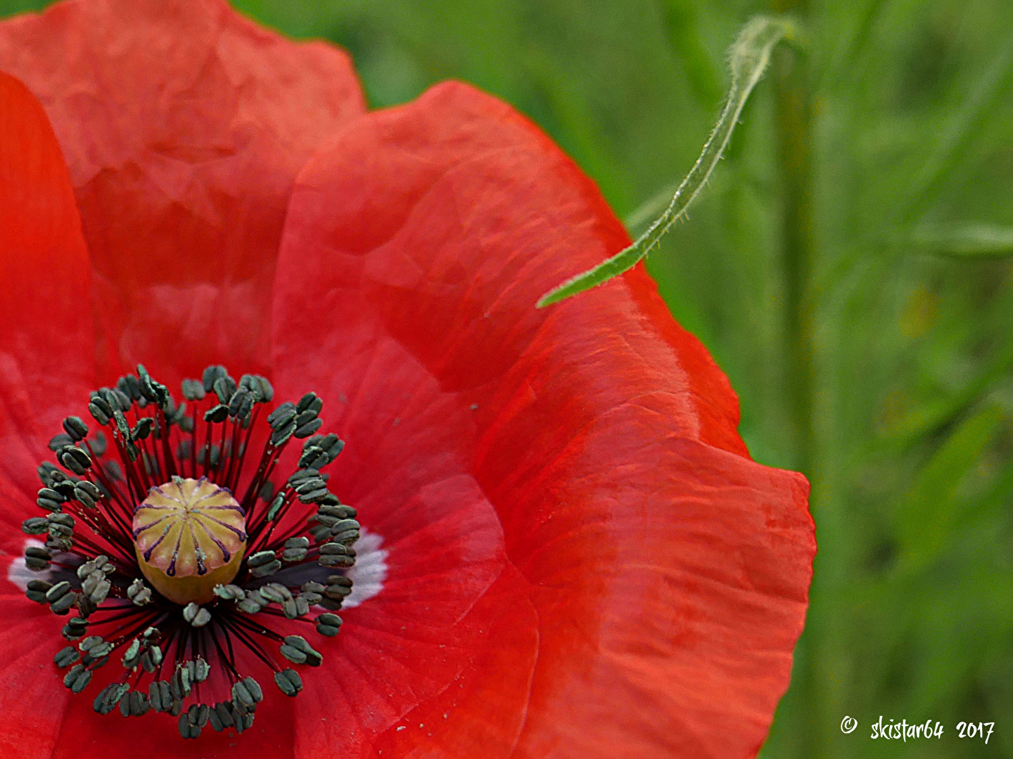 Mohn