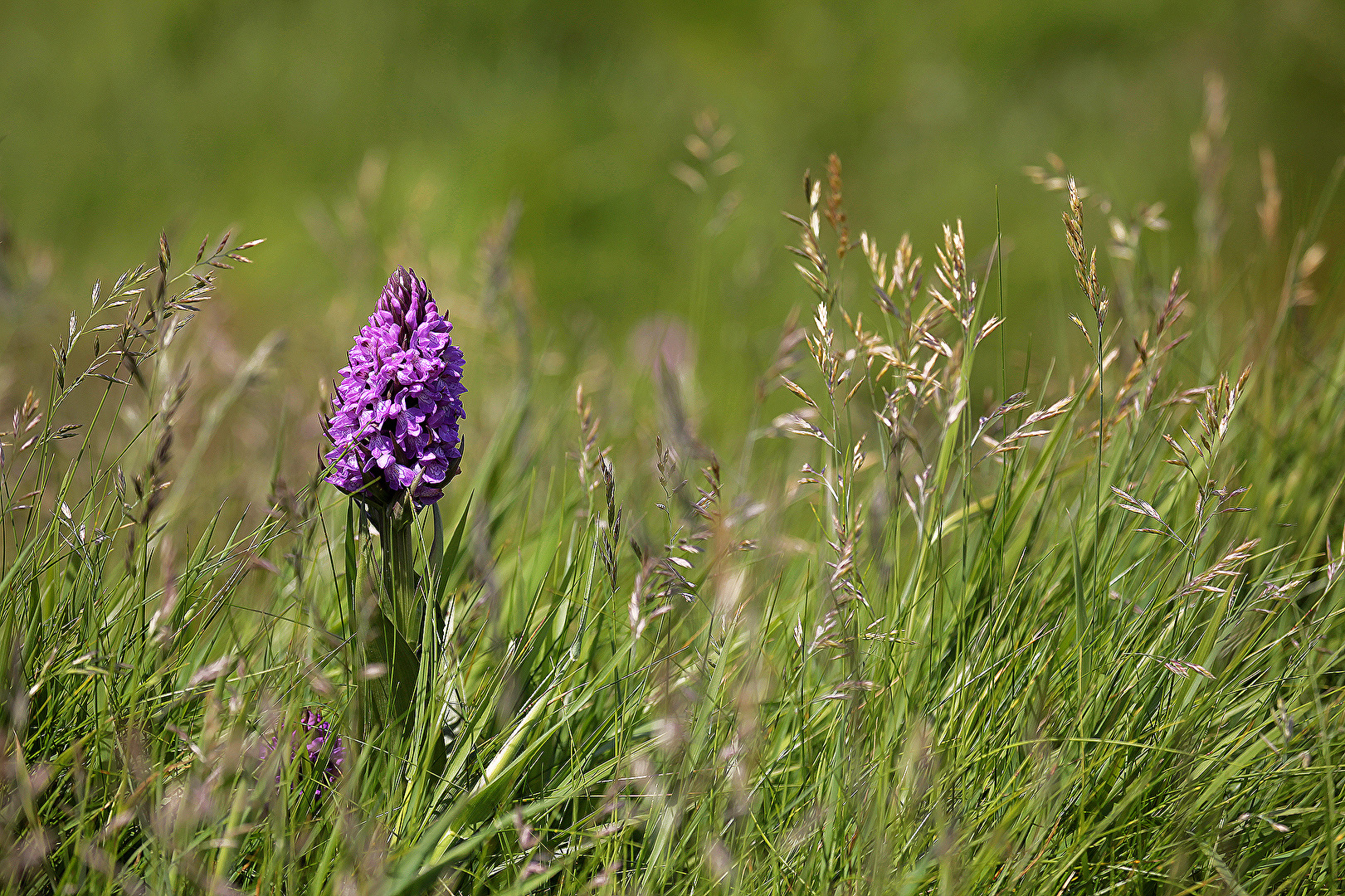 ORCHIDEE (Knabenkraut)