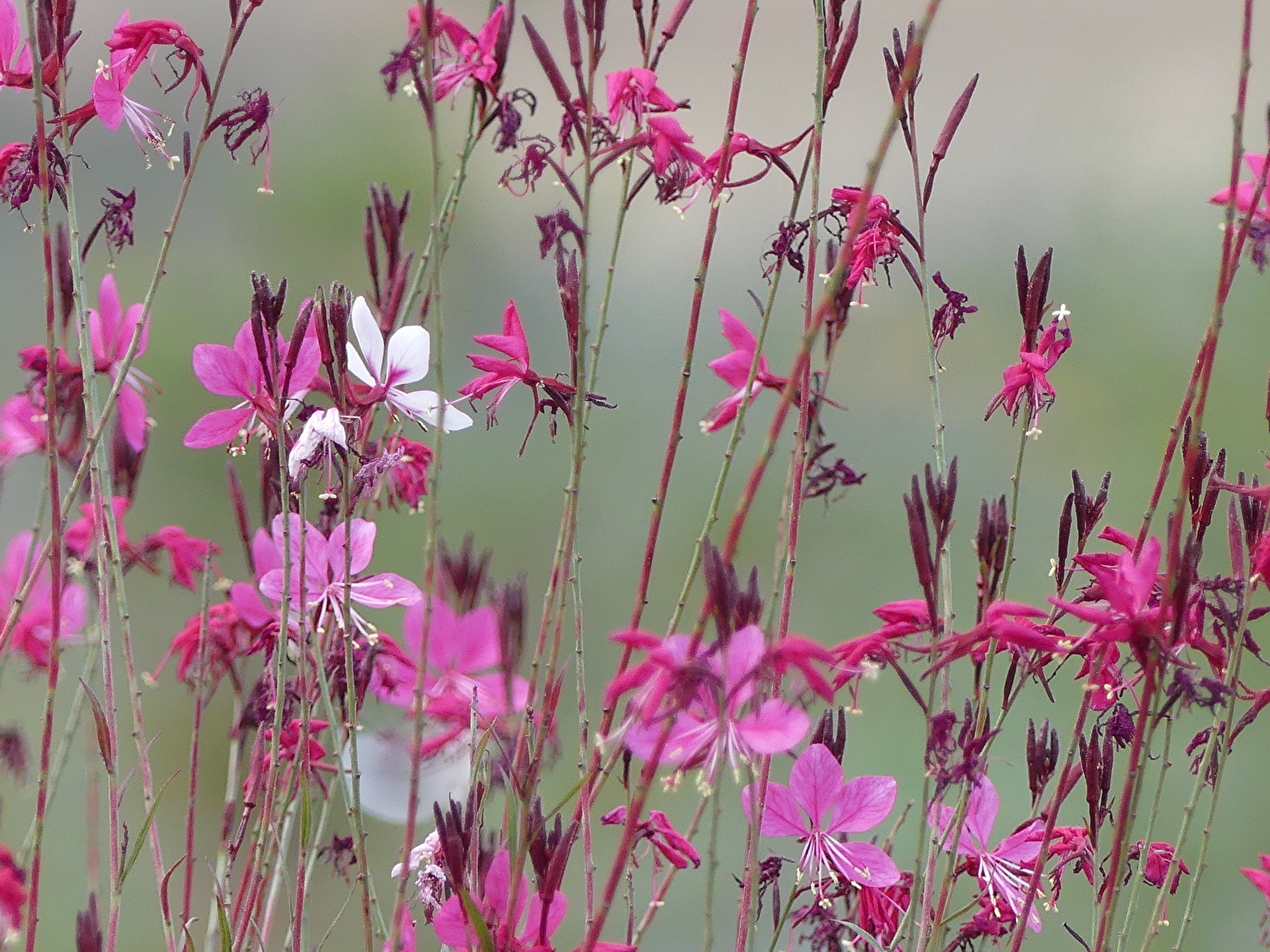 Blüten und Kleinpflanzen (allgemein)