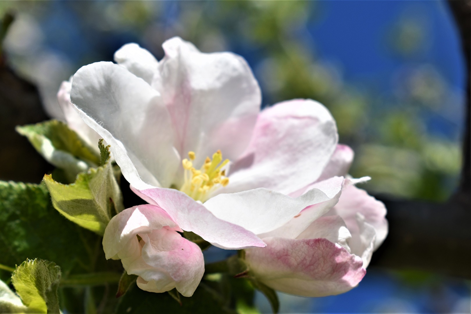 Blüten und Kleinpflanzen (allgemein)