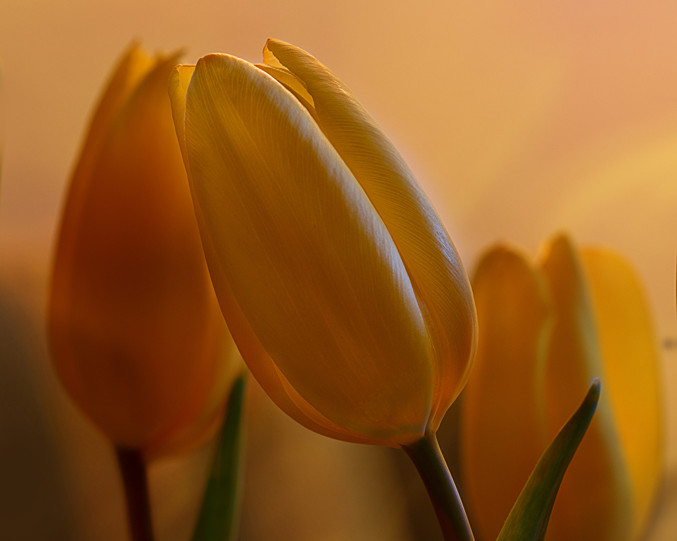 Tulpen
