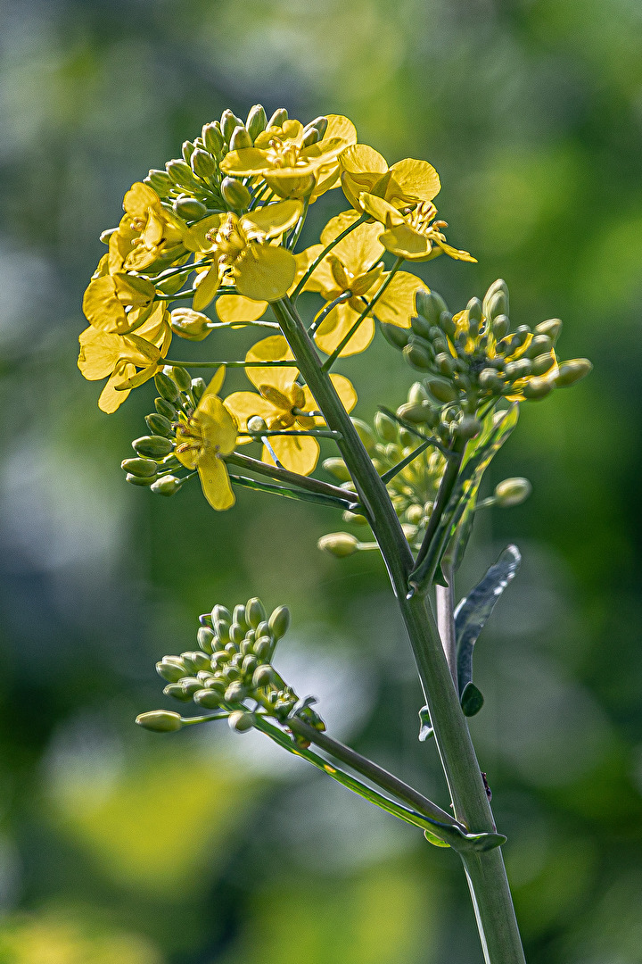 Raps-Blüte