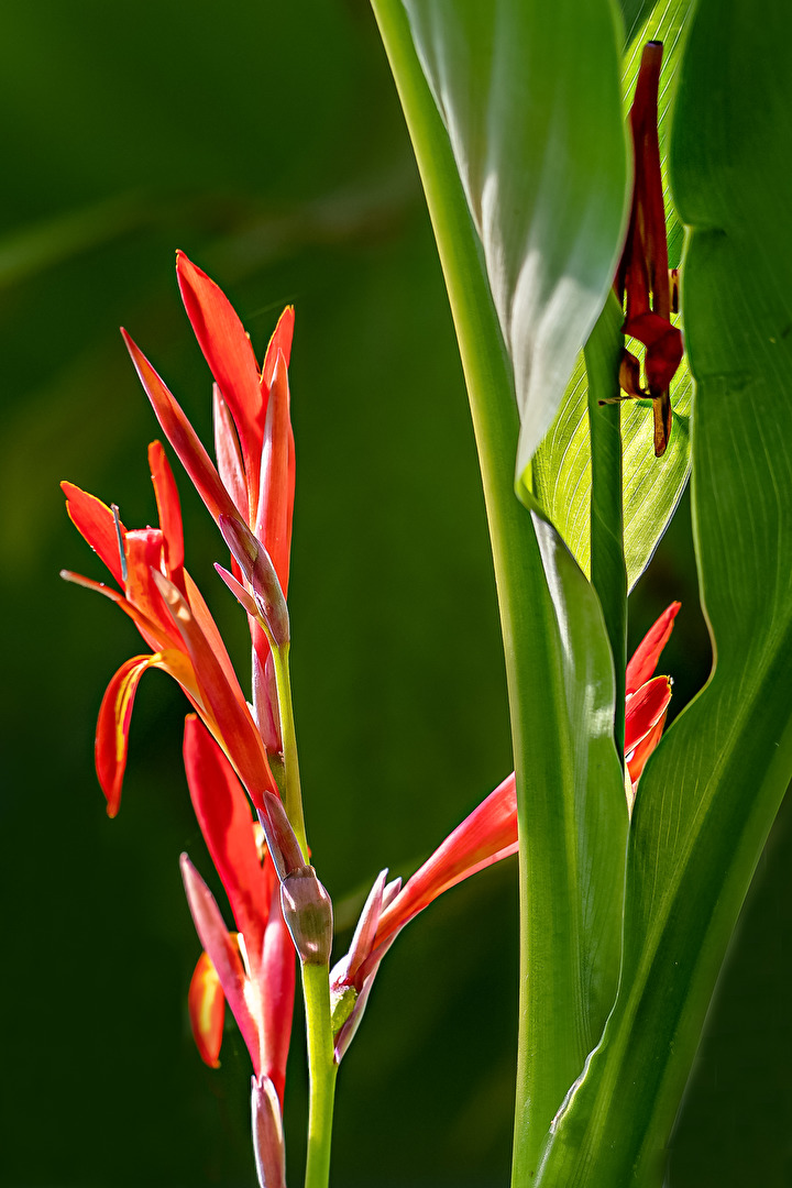 Indisches Blumenrohr