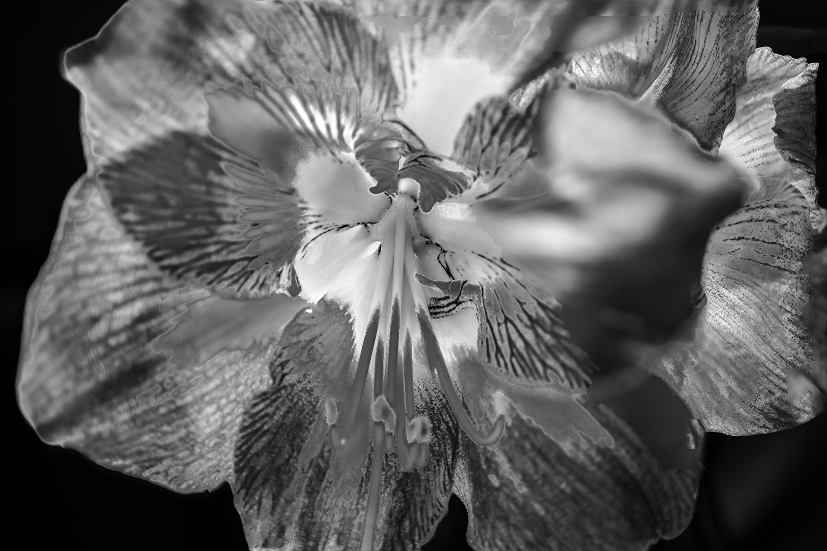 Blossom in black and white