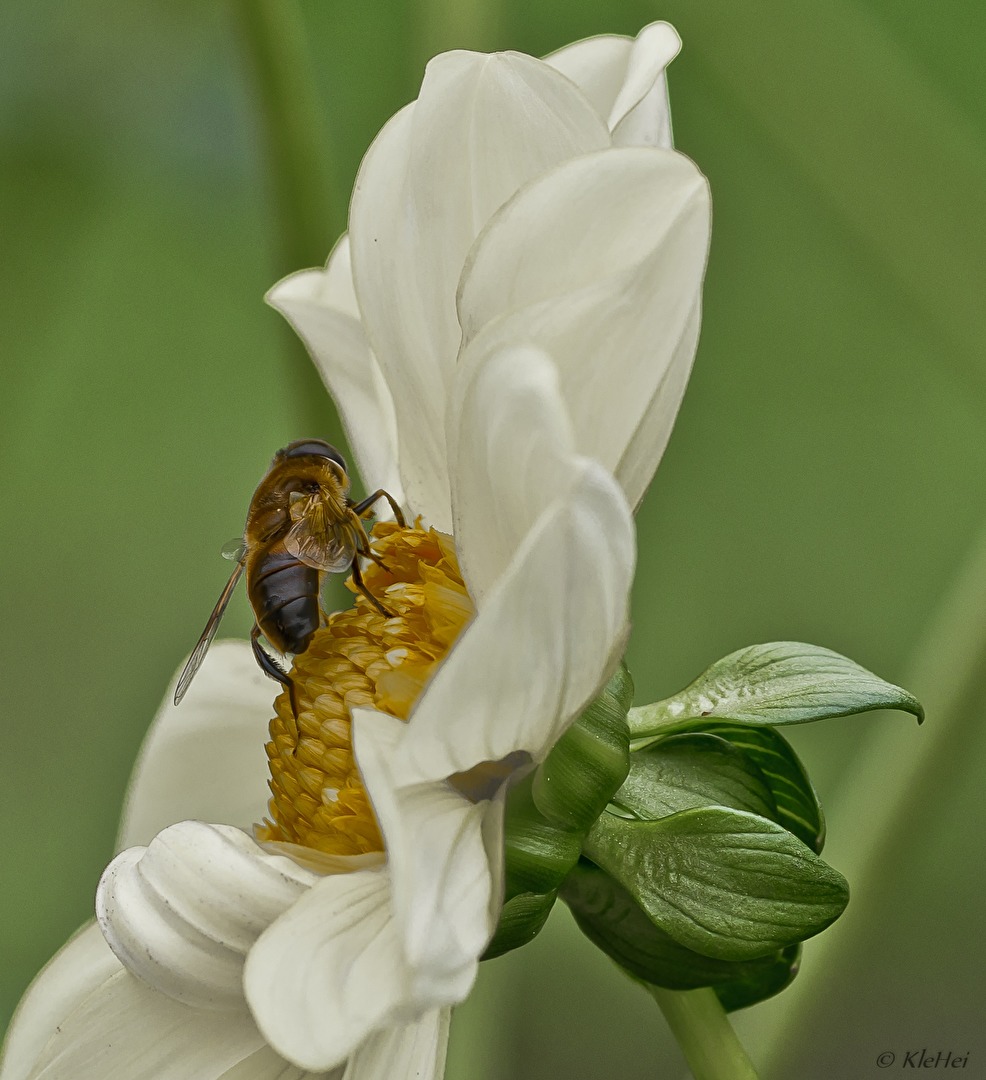 Blüte mit Insekt