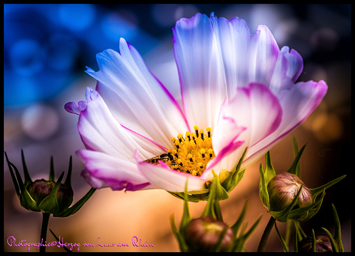 Blumen und Insekten. . .