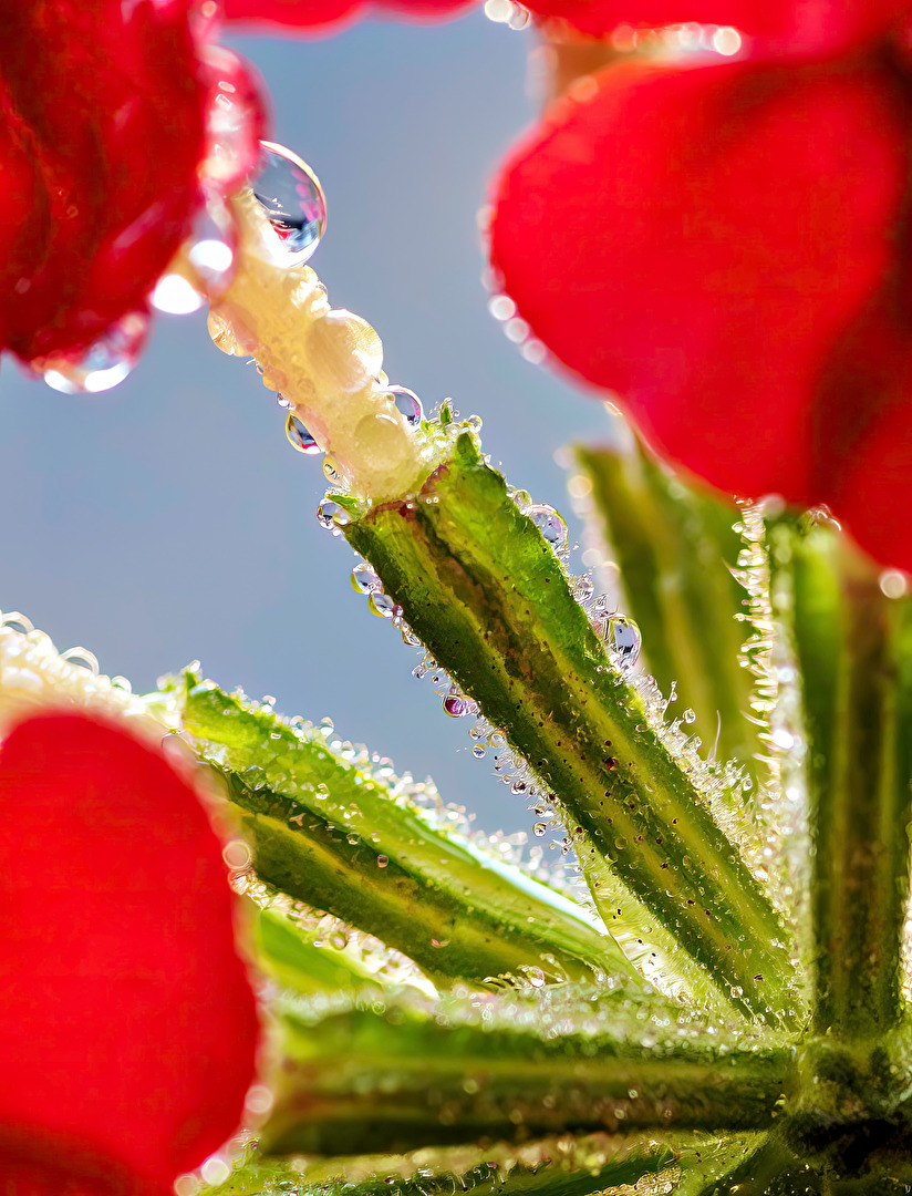 Blüten und Kleinpflanzen (allgemein)