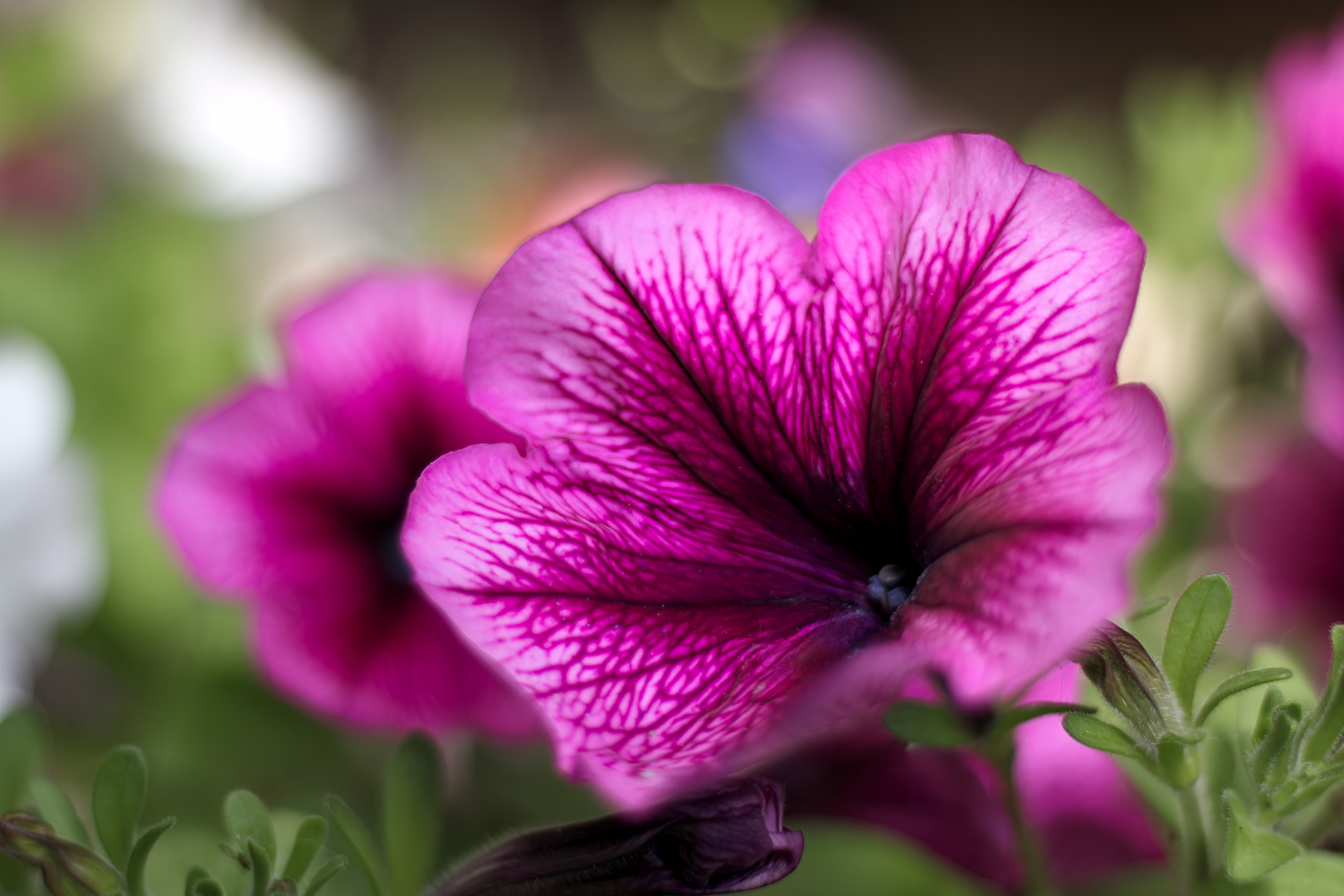 Blüten und Kleinpflanzen (allgemein)