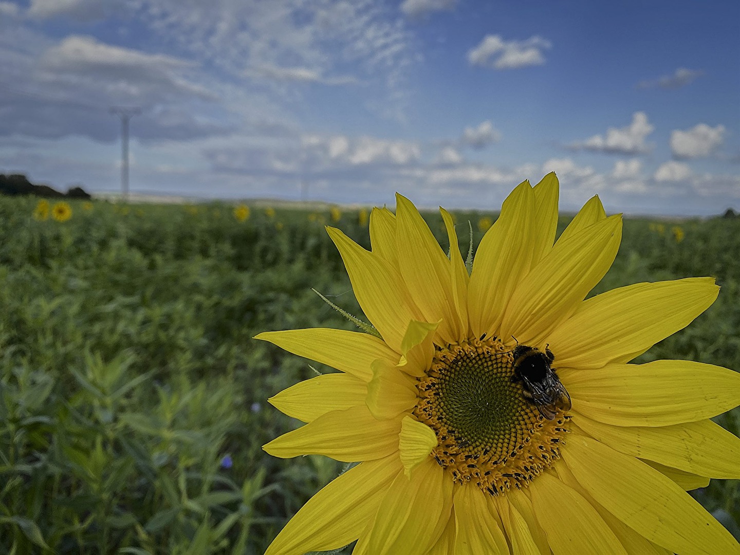 Da freut sich die grüne Seele