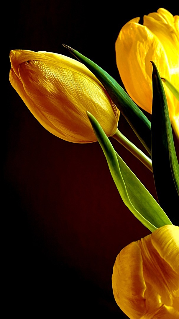 Blüten und Kleinpflanzen (allgemein)