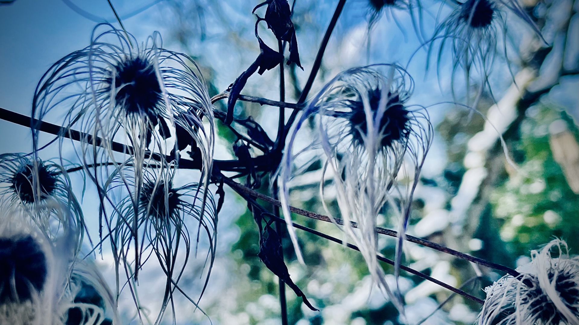 Blüten und Kleinpflanzen (allgemein)