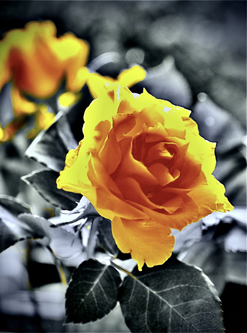 Blüten und Kleinpflanzen (allgemein)