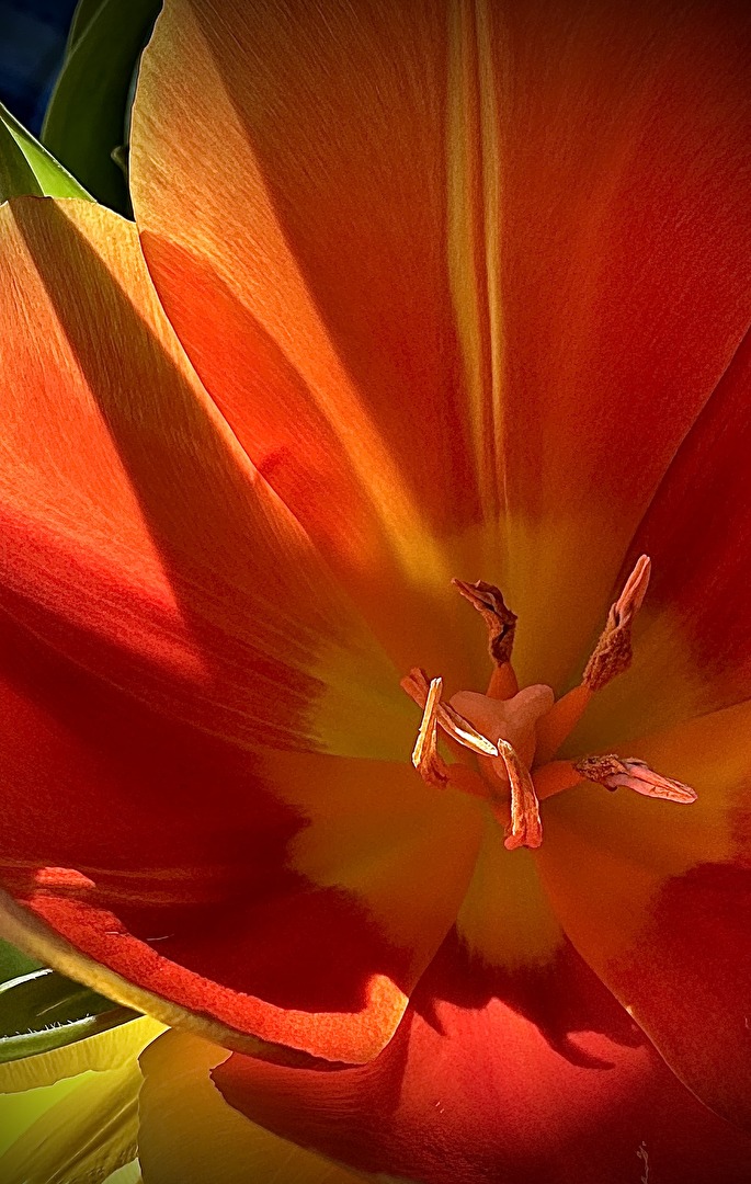 Ein erster kleiner Frühlingsgruß