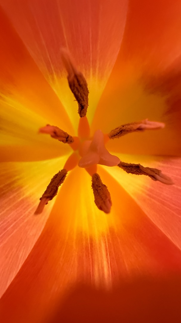 Komm, bestäube mich 😊