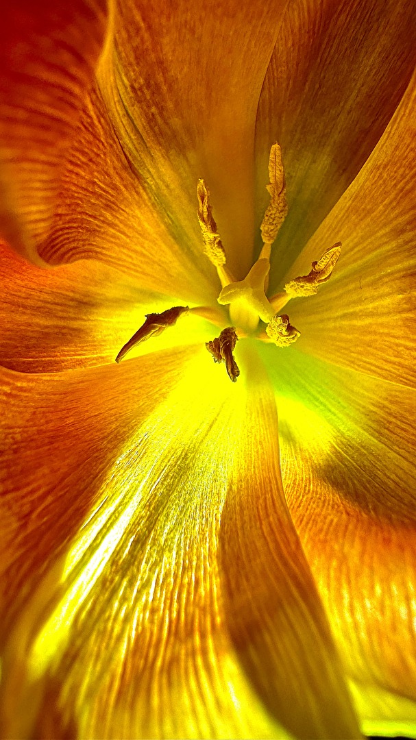 Komm, bestäub mich (4)