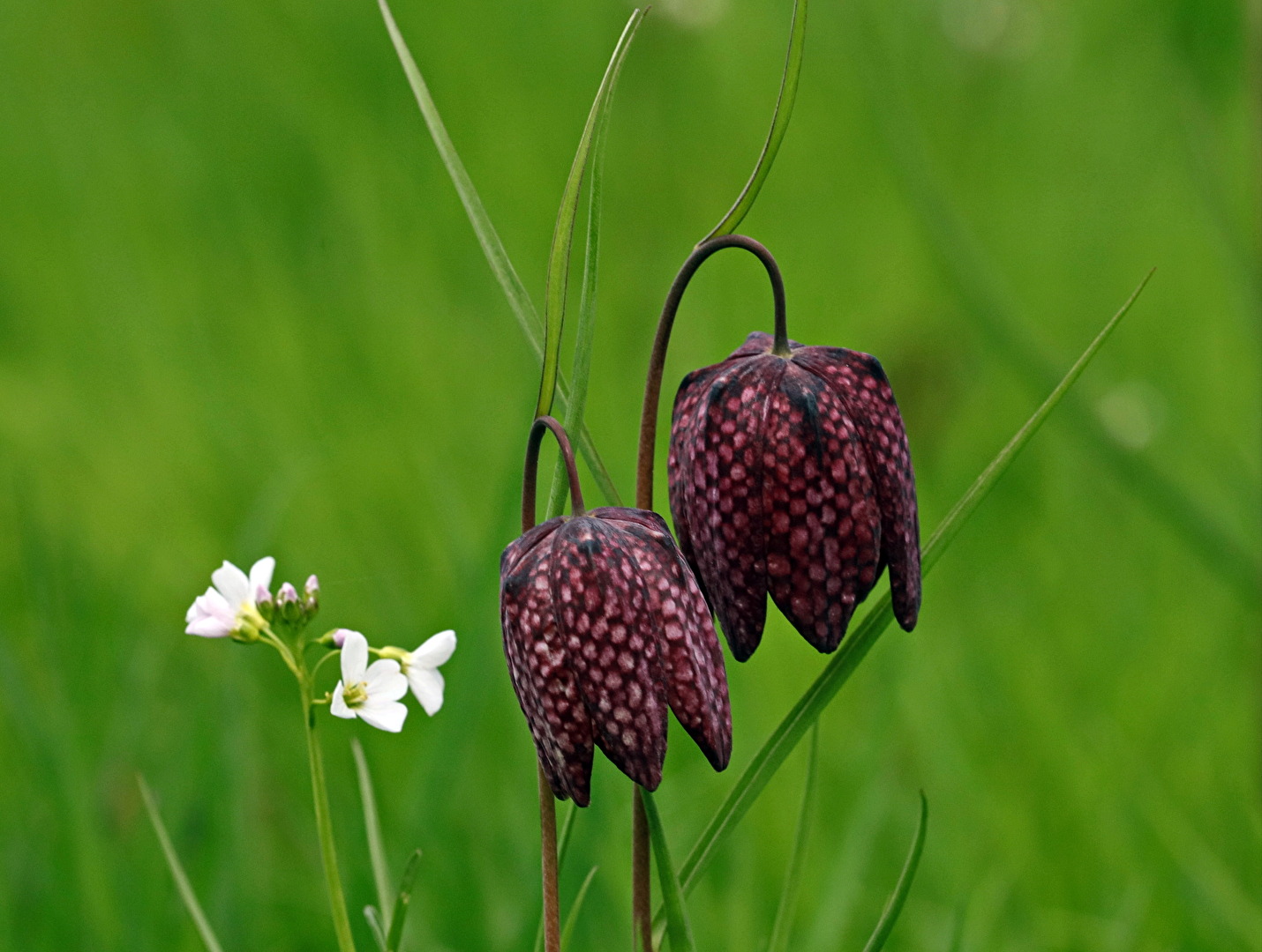 Schachblume