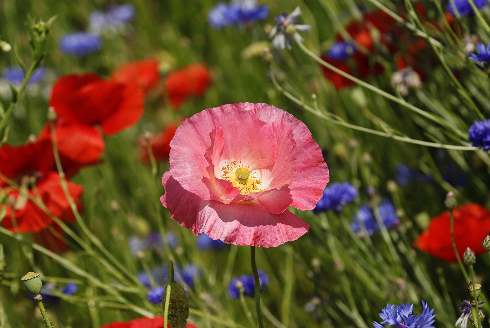 Mohn