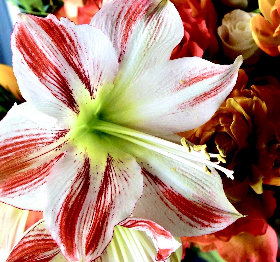 Blüten und Kleinpflanzen (allgemein)