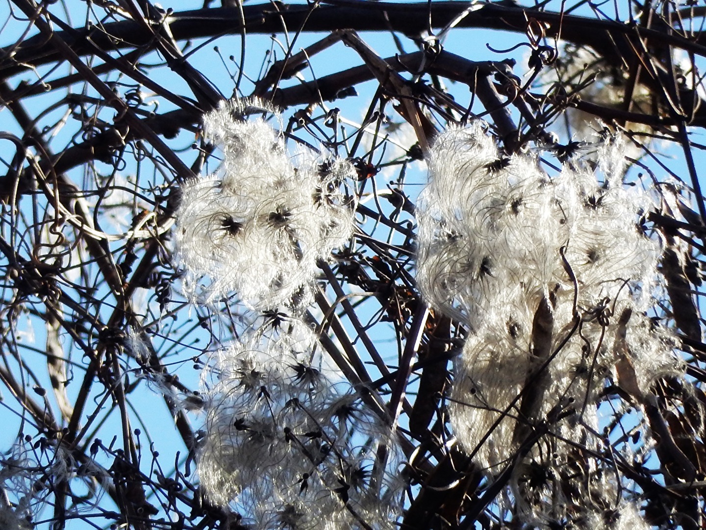 Verblühtes im Sonnenlicht