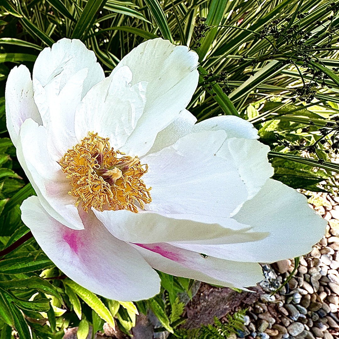 Blüten und Kleinpflanzen (allgemein)